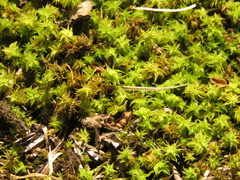 Leptodontium
