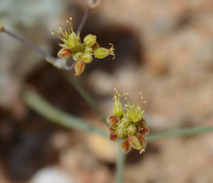 Eriogonum pusillum