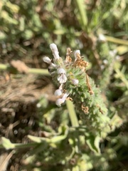 Stachys pycnantha