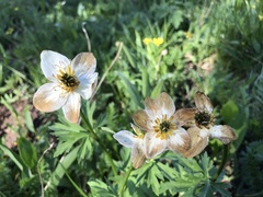 Anemonastrum zephyrum