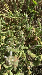 Stachys pycnantha
