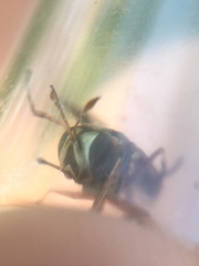 Physocephala sagittaria