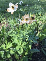 Anemonastrum zephyrum