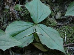 Trillium ovatum ovatum