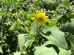 Smallanthus maculatus