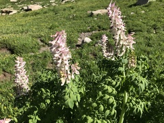 Corydalis caseana brandegeei