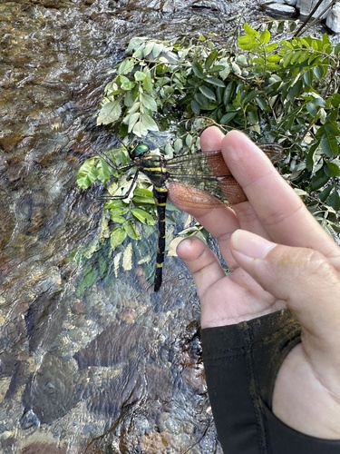 Macromia malleifera