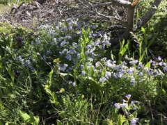 Polemonium pulcherrimum delicatum