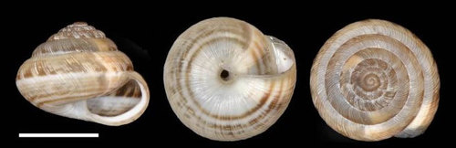 Xeroplexa olisippensis