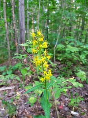 Solidago virgaurea