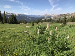 Corydalis caseana brandegeei