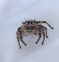 Phidippus comatus