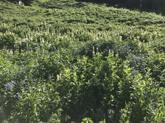 Corydalis caseana brandegeei