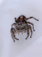 Phidippus comatus