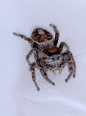 Phidippus comatus