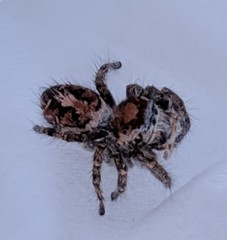 Phidippus comatus