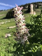 Corydalis caseana brandegeei