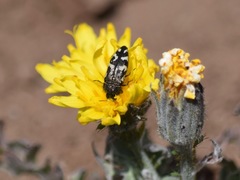 Acmaeodera idahoensis