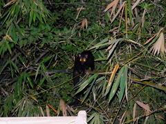 Paradoxurus hermaphroditus