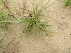 Cyperus grayioides