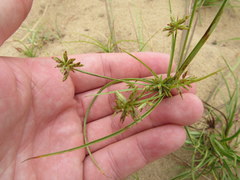 Cyperus grayioides
