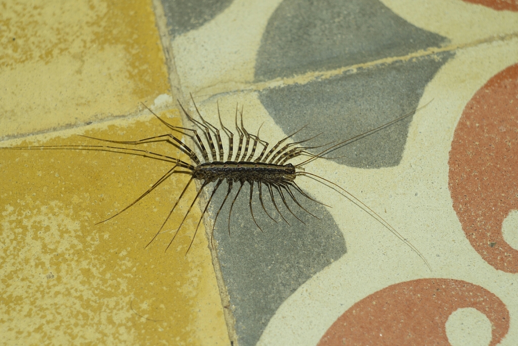 Sphendononema guildingii