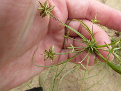 Cyperus grayioides