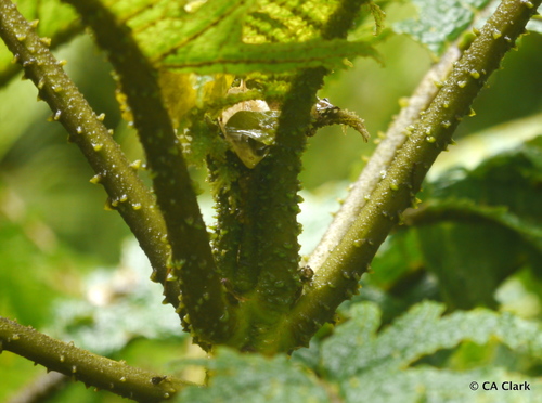 Cyanea horrida