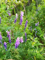 Vicia cracca