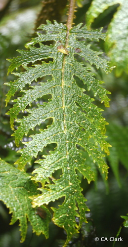 Cyanea horrida