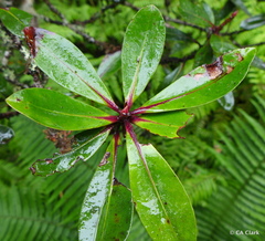 Myrsine lessertiana