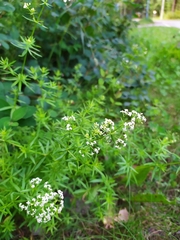 Galium mollugo