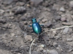 Cicindela plutonica