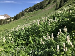 Corydalis caseana brandegeei