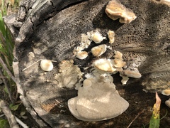 Trametes