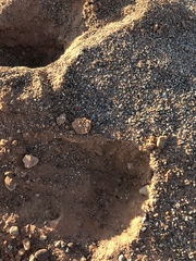 Pogonomyrmex occidentalis