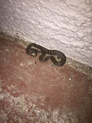 Hypsiglena ochrorhynchus