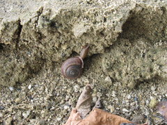 Webbhelix multilineata