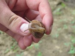 Webbhelix multilineata