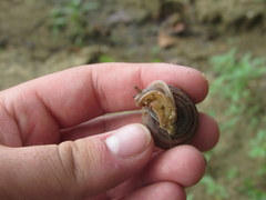 Webbhelix multilineata