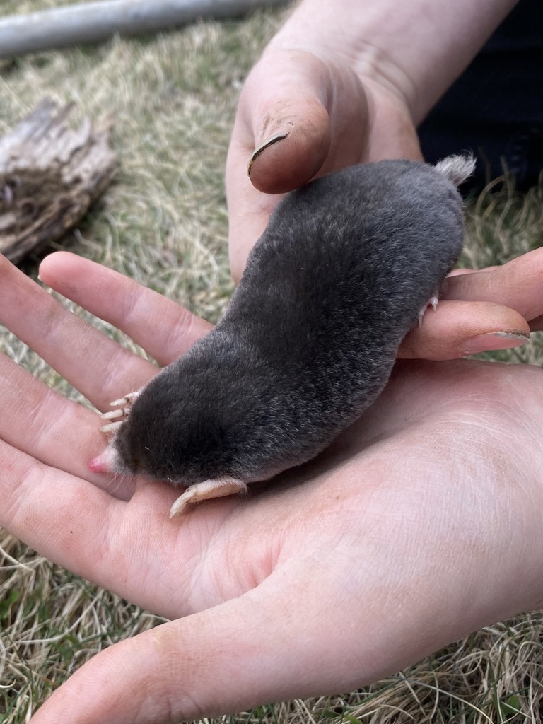Hairy-tailed Mole, photo 1 of 10