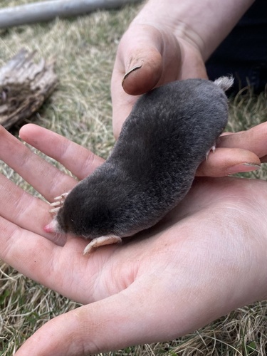 Hairy-tailed Mole