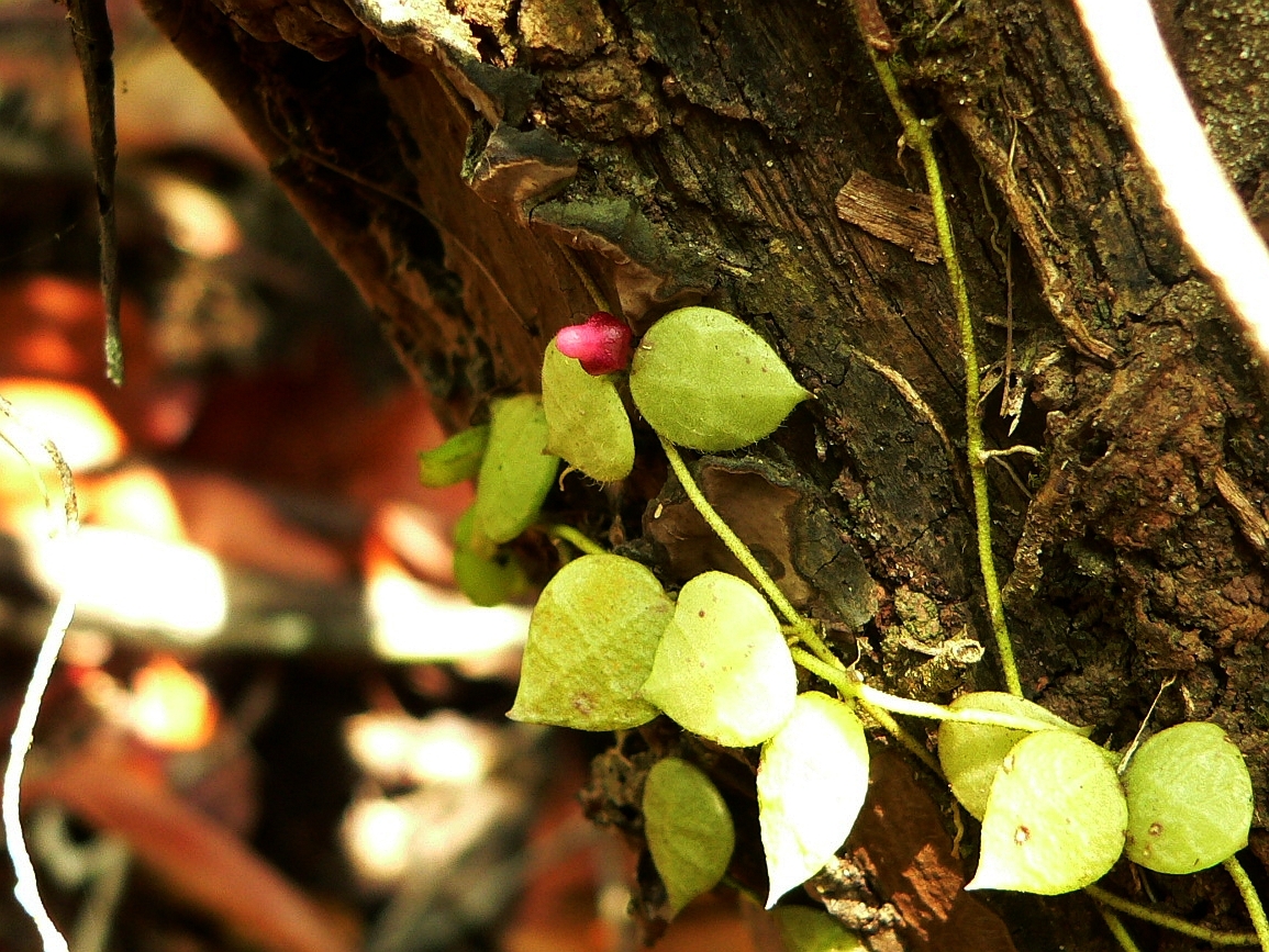 Dischidia hirsuta — ảnh 2