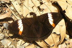Adelpha lycorias