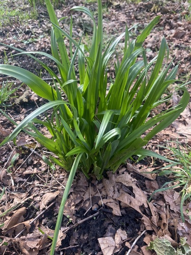 Great Camas foliage
