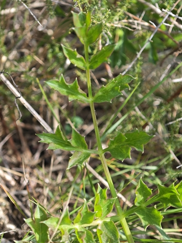 Image of Laserpitium gallicum by (c) Aubin NORMAND, some rights reserved (CC BY)