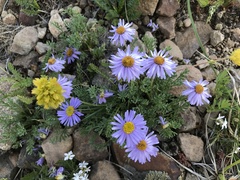 Erigeron pinnatisectus