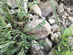 Erigeron pinnatisectus