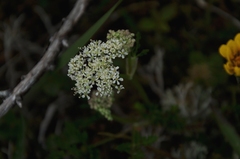 Ligusticum calderi