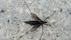 Nephrotoma altissima